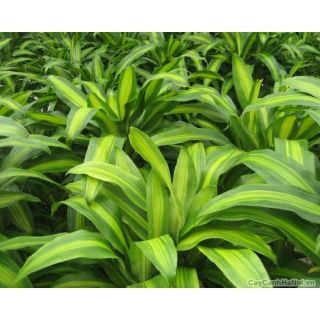 Cây Thiết Mộc Lan Để bàn ( Cây Phát Tài )