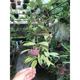 giò hoa lan cẩm cù đỏ đang hoa