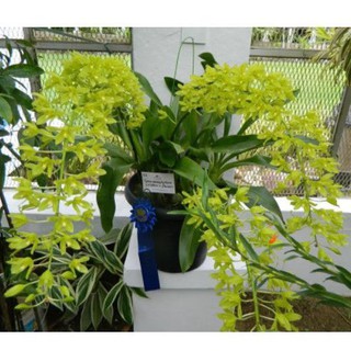 cây giống lan vũ nữ hoàng hậu