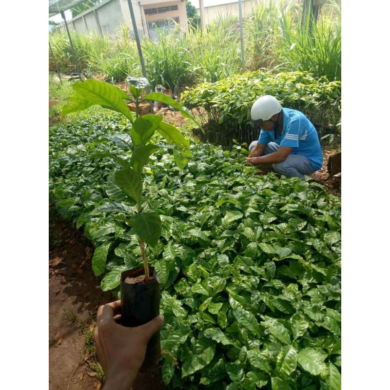 cây cà phê arabica giống