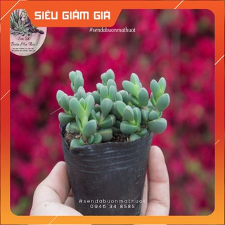 Sen đá lá tim 🧚🧚 - sen đá buôn ma thuột