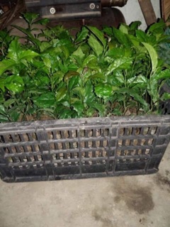 Combo 5 cây xạ đen
