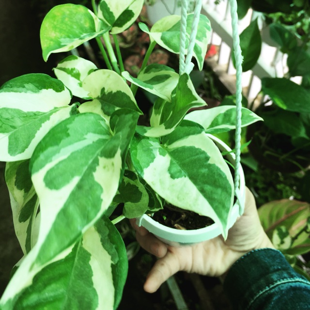 TRẦU BÀ CẨM THẠCH