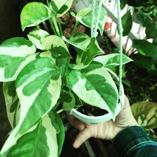 TRẦU BÀ CẨM THẠCH