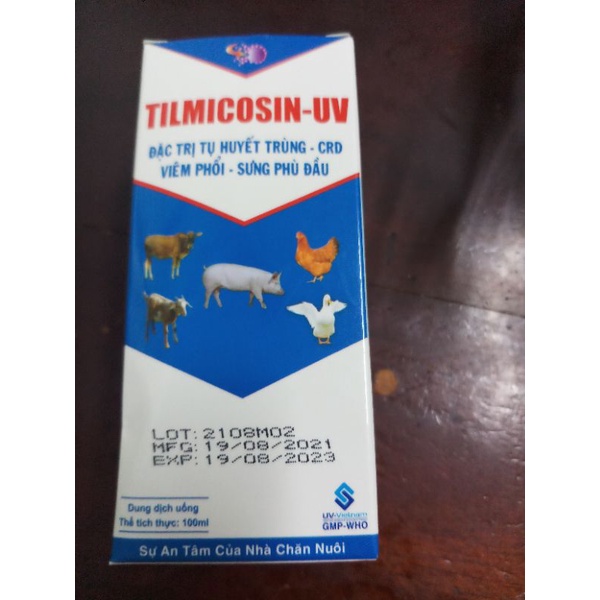 Tilmicosin UV 100ml pha vào nước hsd 19/08/2024