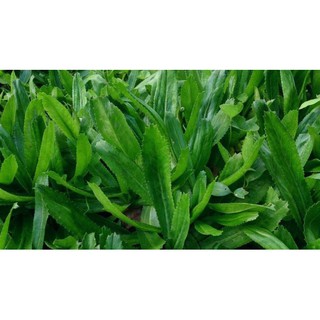Gói 1g hạt giống ngò gai