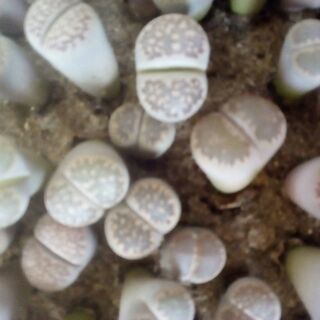 Combo thạch lan + lá đỏ đốm trắng + lá sần