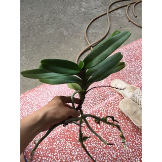 Hoàng nhạn tháng 8 rừng Mang yang Gia Lai