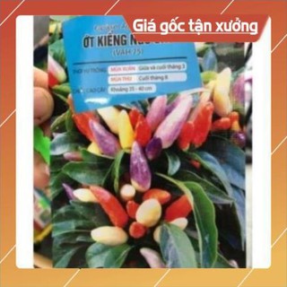 Hạt giống ớt ngũ sắc
