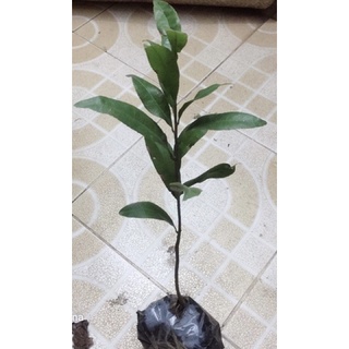 Cây mai vàng giống