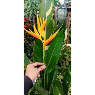 Chuối Thiên điểu cẩm thạch
