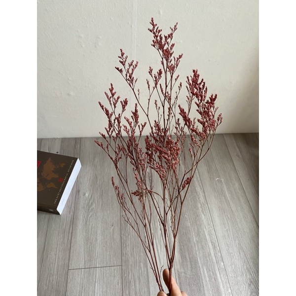 Hoa sao đuôi công khô, sao tình nhân - Hoa khô trang trí, decor