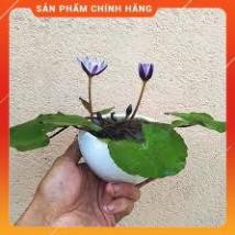 HẠT GIỐNG SÚNG THÁI MINI GÓI 5 HẠT