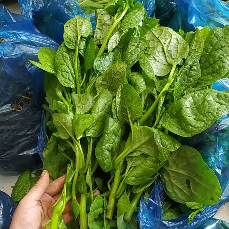 Gói hạt rau mồng tơi lá to