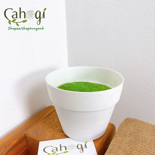 Chậu Nhựa Trắng Nhồi Xốp Phủ Cỏ Giả