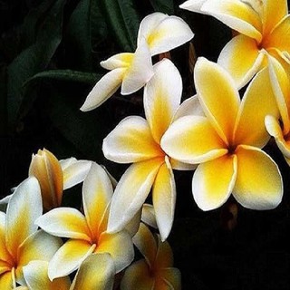 HOA ĐẠI VÀNG, CAM KẾT MÀU HOA