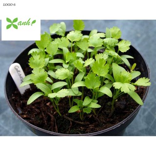 Hạt giống ngò rí (rau mùi) 20g