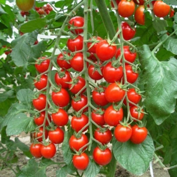 Hạt giống cà chua chuỗi ngọc cherry đỏ - rau củ quả trồng chậu, sân vườn chịu nhiệt 4 mùa tỉ lệ nảy mầm cao 0,1g RADO640