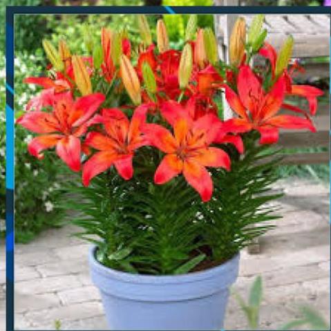 [BÁN CHẠY] củ HOA LY LÙN HÀ LAN-củ giống