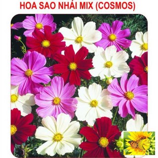 Hạt giống Sao nhái mix (100 hạt)