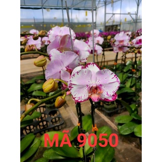 Hđ màu 9050 cốc 2.5, hàng đài chuẩn