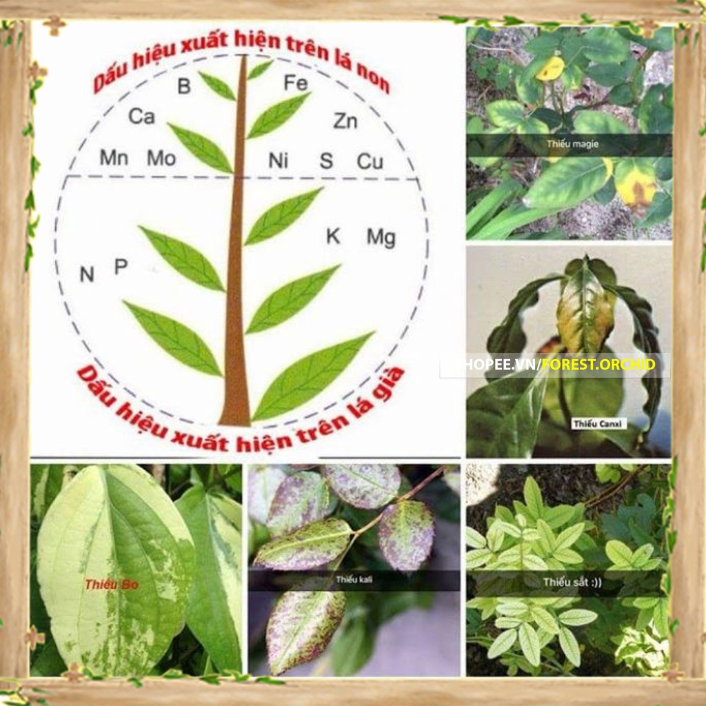 Siêu Lân Xanh 10-55-10 TE  Phân bón Sắt là thuốc, Hoa Lan loại TỐT, làm cho cây cảnh và hạt giống, Bền, Đẹp, Xanh