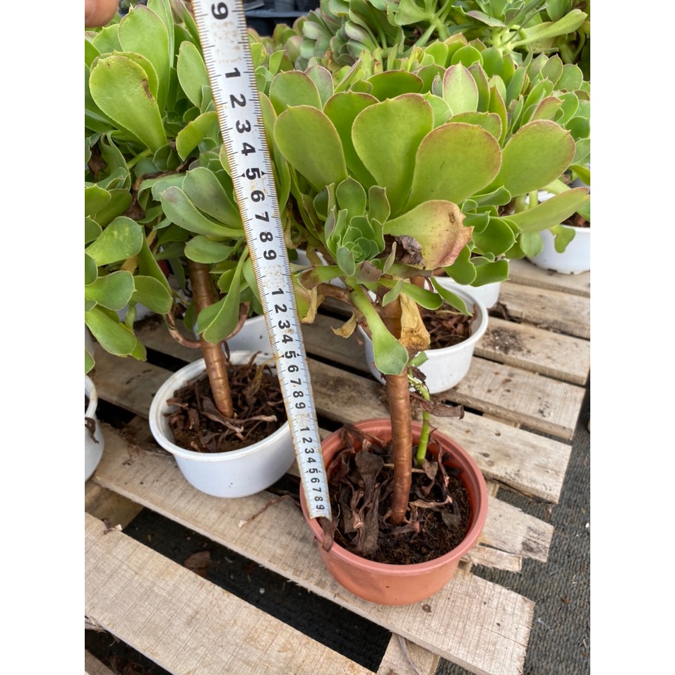 CÂY SEN ĐÁ AEONIUM XANH TO CAO Tầm 30CM