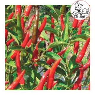 HẠT HỚT CHỈ THIÊN SIÊU CAY ỚT HIỂM F1 N.04 - GÓI 0.3 GRAM