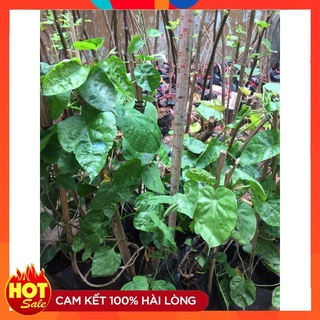 Cây Giống Hoa Thiên Lý ( 3 cây ) Siêu Hoa