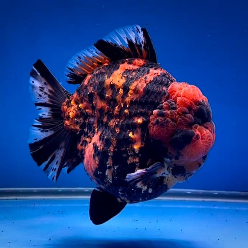 🔥🔥Vi Sinh E.M Tỏi Chai 250ML 🔥- vi sinh phòng bệnh đường ruột cho cá