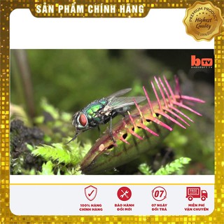 Hạt Giống Cây Bắt Mồi - 5 hạt cây bắt côn trùng
