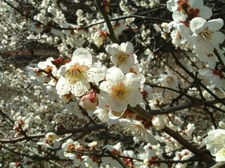 Giống cây mơ