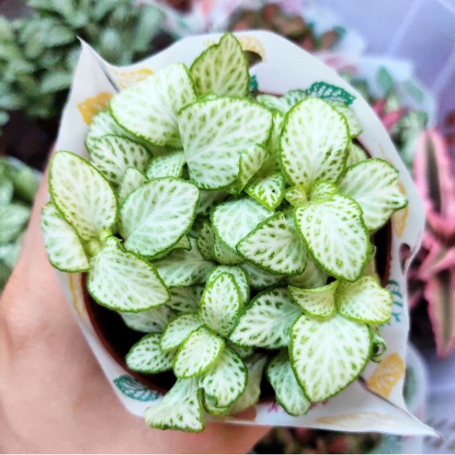 Combo 50 chậu cẩm nhung đẹp