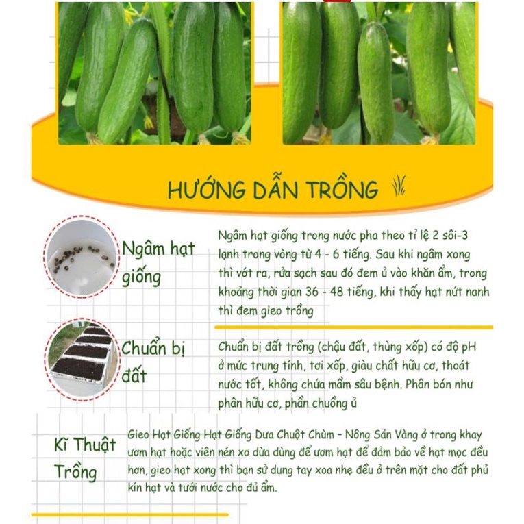 Hạt giống dưa chuột khổng lồ dễ trồng nhiều trái gói 20 hạt
