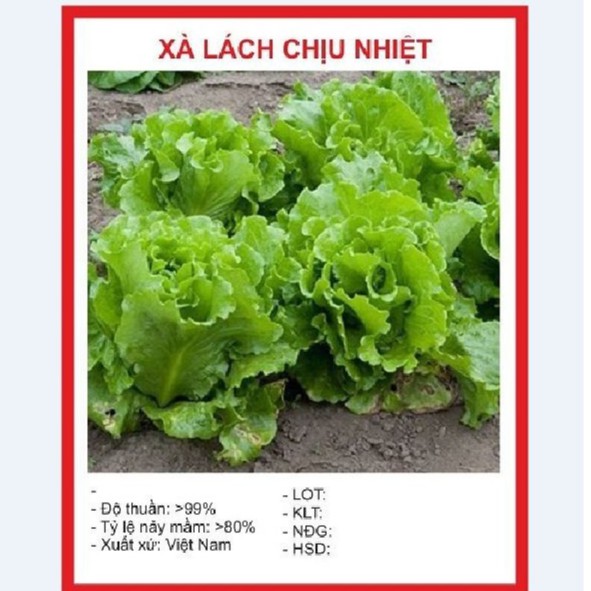 Bộ 4 gói hạt giống rau xà lách
