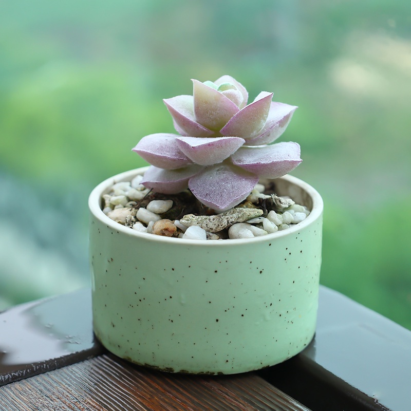 Hoa Sen Đá Nhân Tạo Để Bàn Trang Trí Văn Phòng/Phòng Khách DIY
