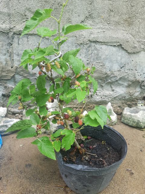 Cây dâu tằm bonsai