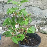 Cây dâu tằm bonsai SIÊU TRÁI