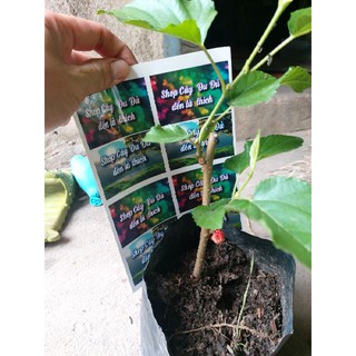 Chậu dâu tằm hơn 20cm