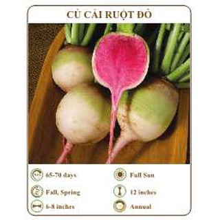 Hạt giống củ cải ruột đỏ - THE XANH