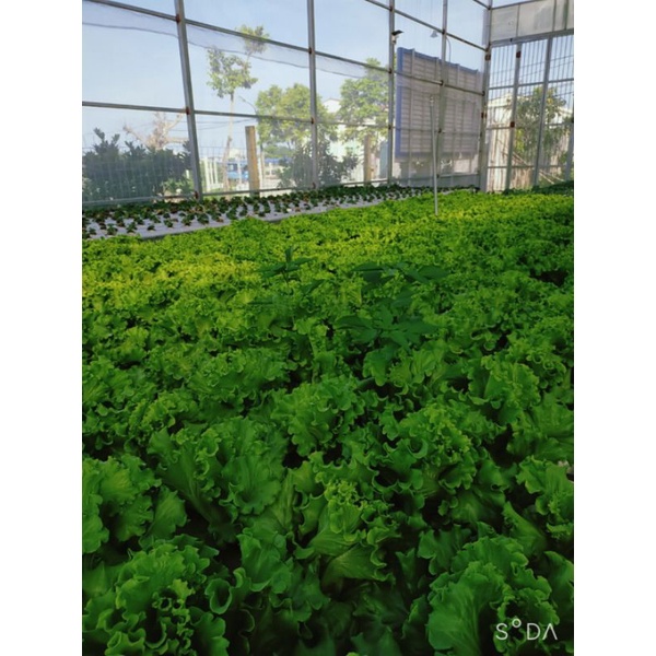Dinh dưỡng thủy canh cho rau ăn lá Hydrolindo  cho rau ăn lá  trọng lượng 3kg pha được 1800 lít nước trồng