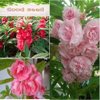 🌟HẠT GIỐNG HOA MÓNG TAY KÉP🌟 NHIỀU MÀU SIÊU ĐẸP