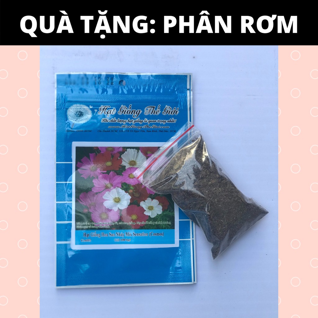 Hạt Giống Dưa Chuột Bụi Siêu Nhỏ SpaceMaster