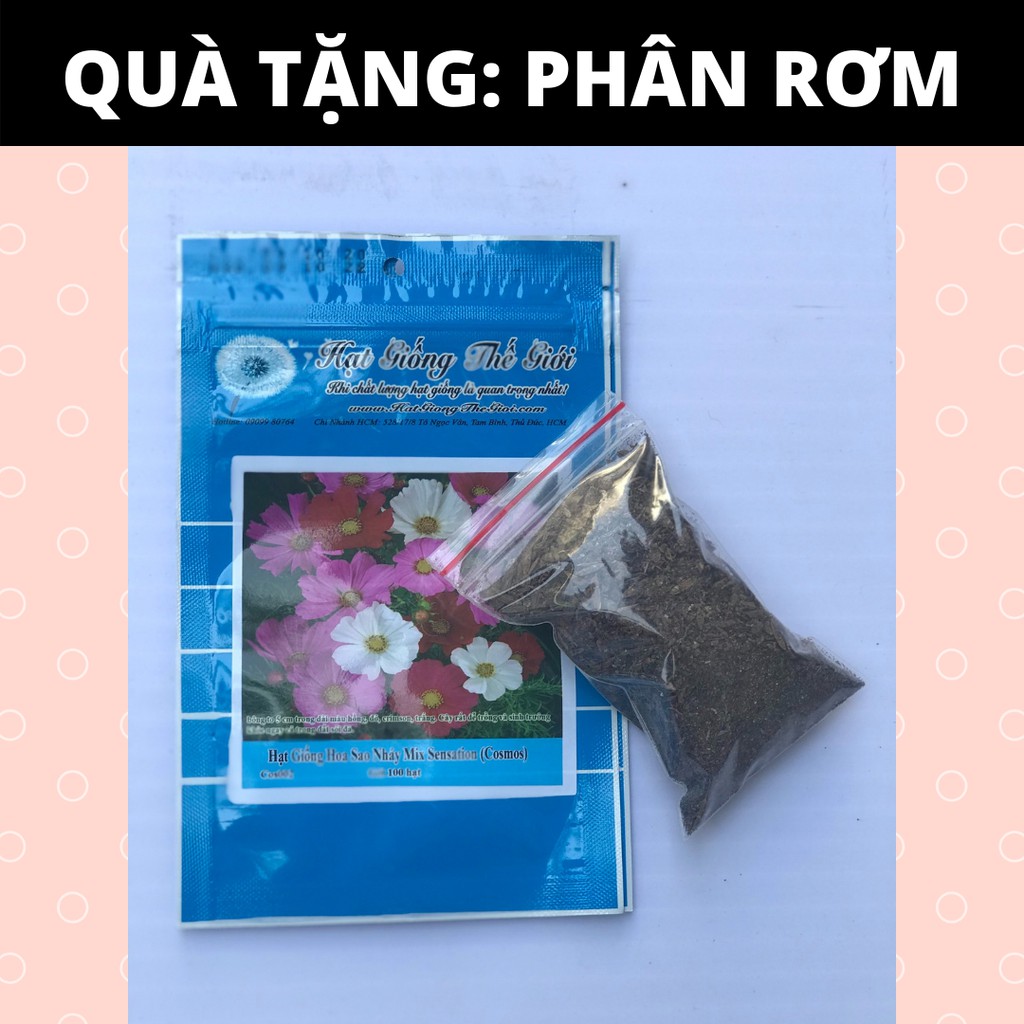 [Gói 2000 Hạt] Hạt Giống Rau Xà Lách Đỏ Xoăn Ruby  (tặng kèm phân rơm)