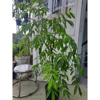 Cây Cóc Thái Cao 80-100cm