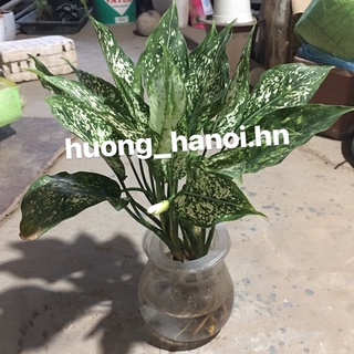 Cây Ngọc ngân thuỷ sinh
