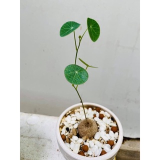 củ bình vôi