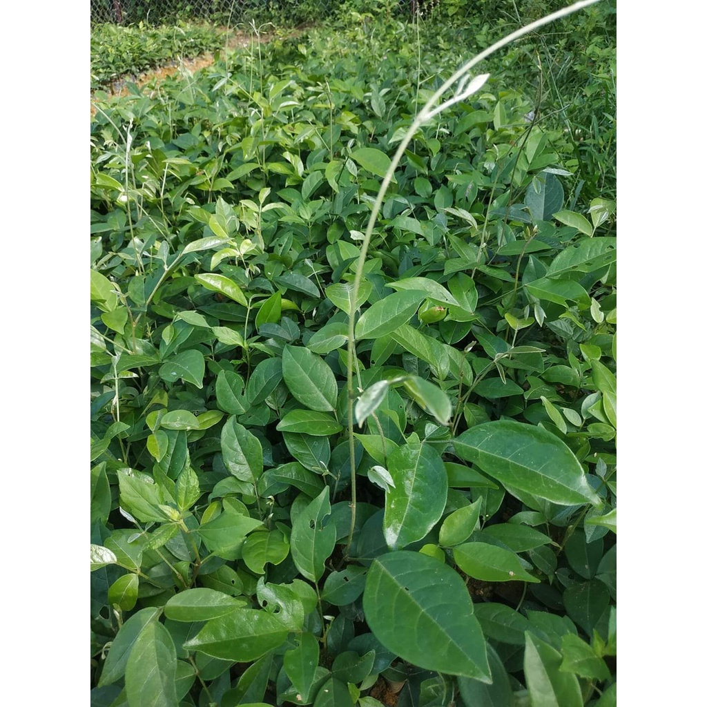 Cây giống cát sâm