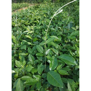 Cây giống cát sâm