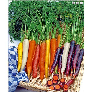 Gói 50 Hạt giống cà rốt 7 màu sắc Tách gói 50h trồng thùng xốp luckyseed hạt siêu rẻ